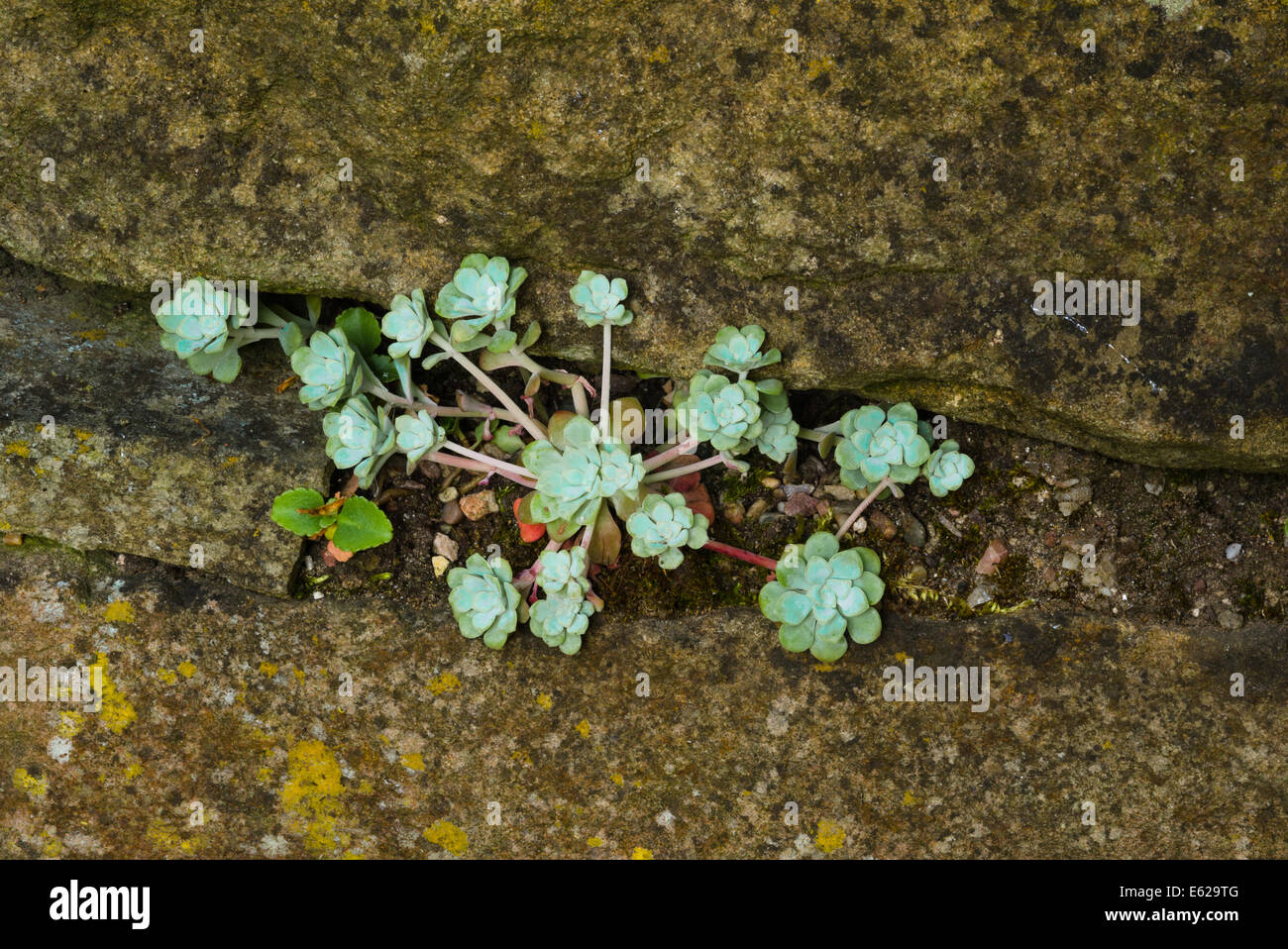 Sedum wächst in einem Felsen Riss Stockfoto