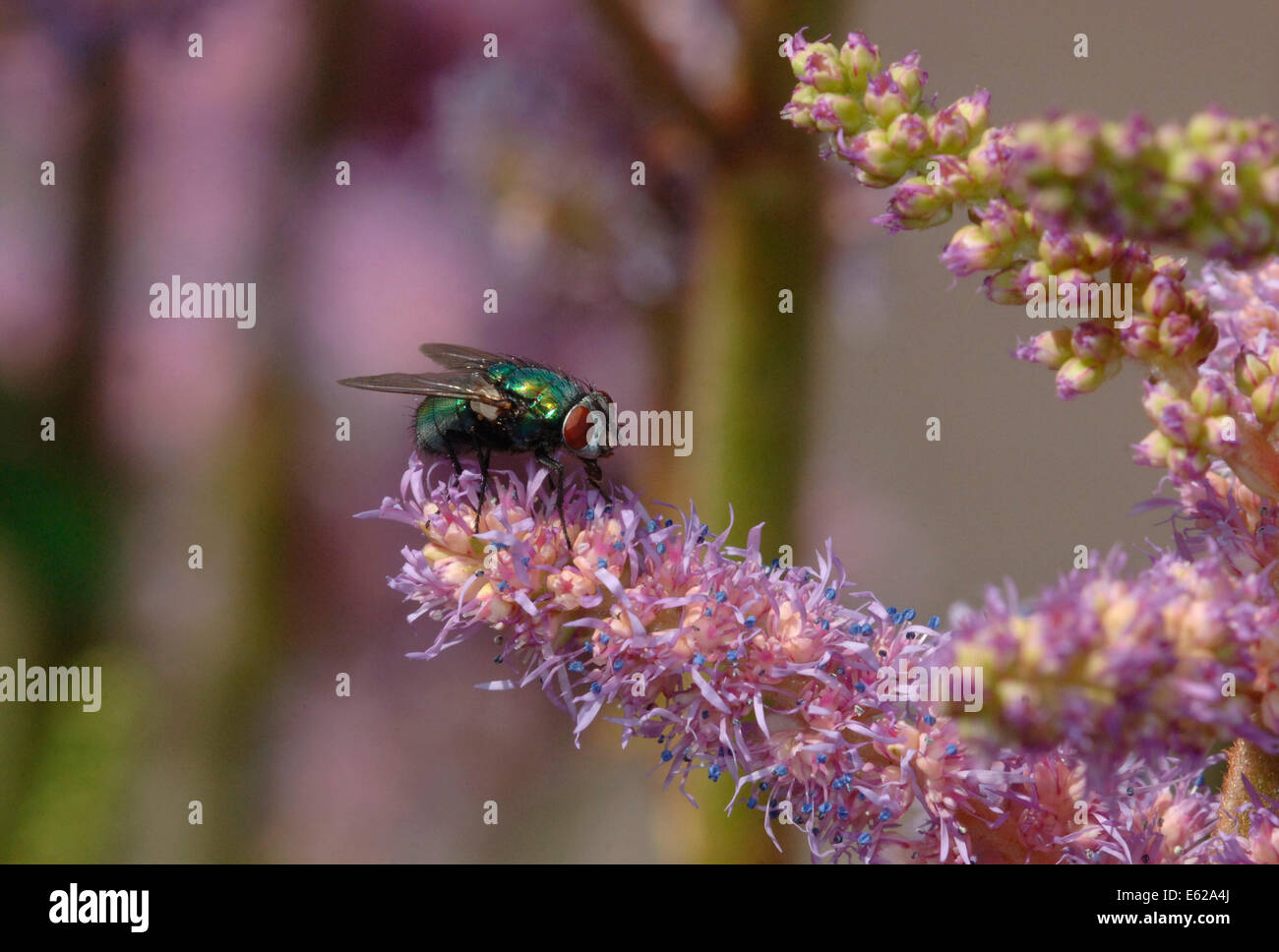 Greenbottle Fly (Lucilia Caesar) auf Astilbe Blumen. Stockfoto