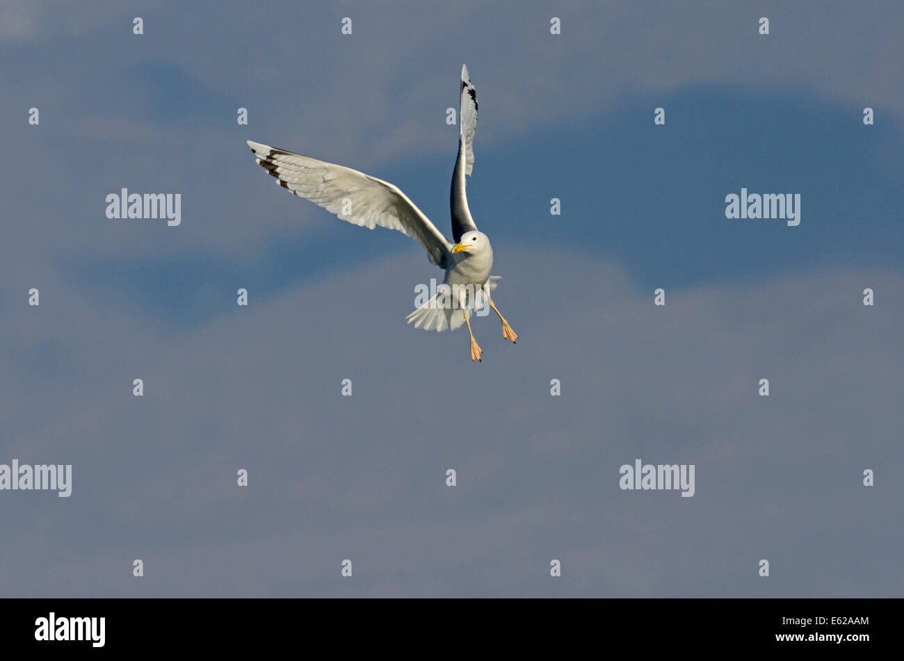 Gelb-legged Möve Larus Michahellis Erwachsenen Griechenland Stockfoto