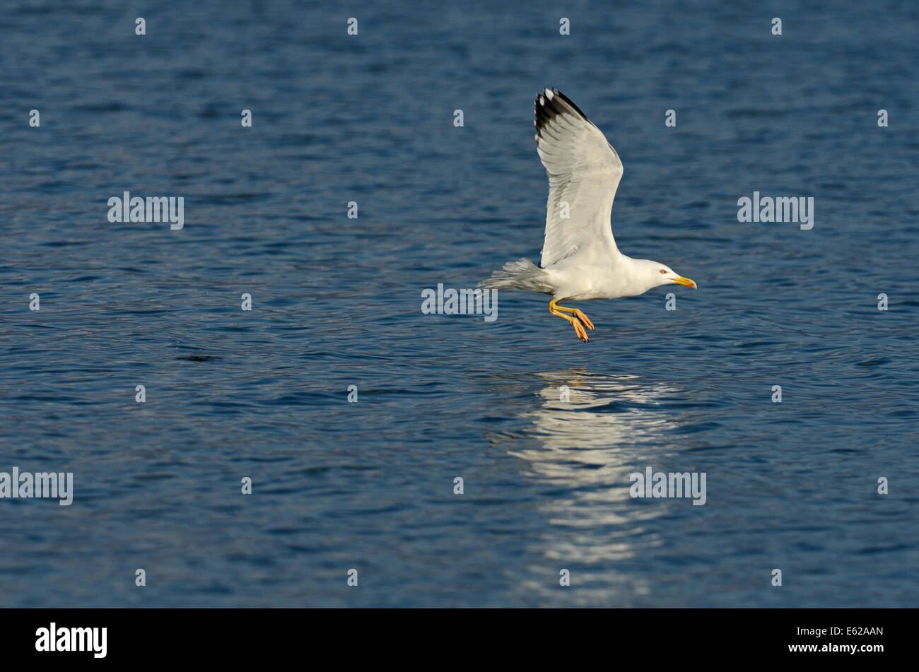 Gelb-legged Möve Larus Michahellis Erwachsenen Griechenland Stockfoto