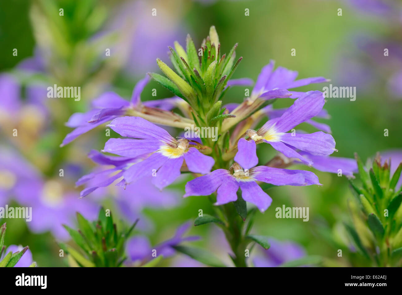 Fan-Feenblume, Märchen Fanflower, gemeinsame Fan-Blume oder gemeinsame Fanflower (Scaevola Aemula) Stockfoto