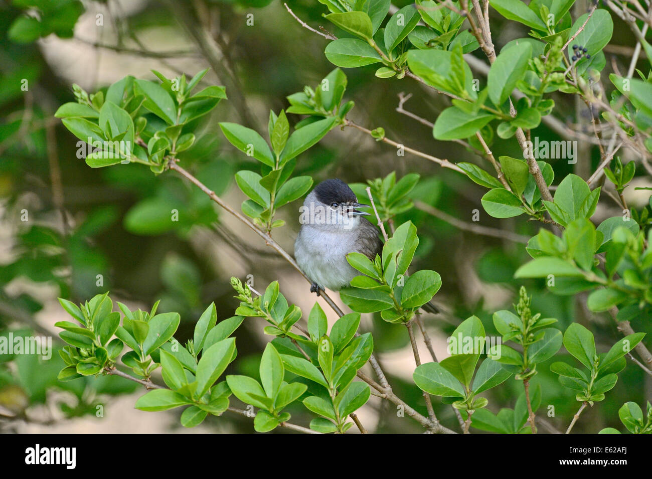 Mönchsgrasmücke Sylvia Atricapilla männlichen Norfolk Frühling Stockfoto