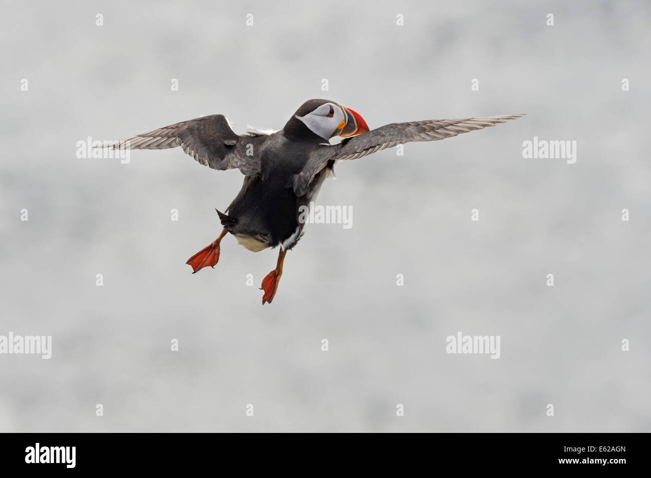 Papageitaucher Fratercula Arctica Sumburgh Shetlandinseln Juni Stockfoto