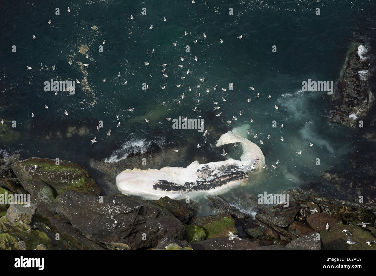 Eissturmvögel Aufräumvorgang auf tote Pottwal angeschwemmt unter Klippen von Hermaness Unst Shetland Stockfoto