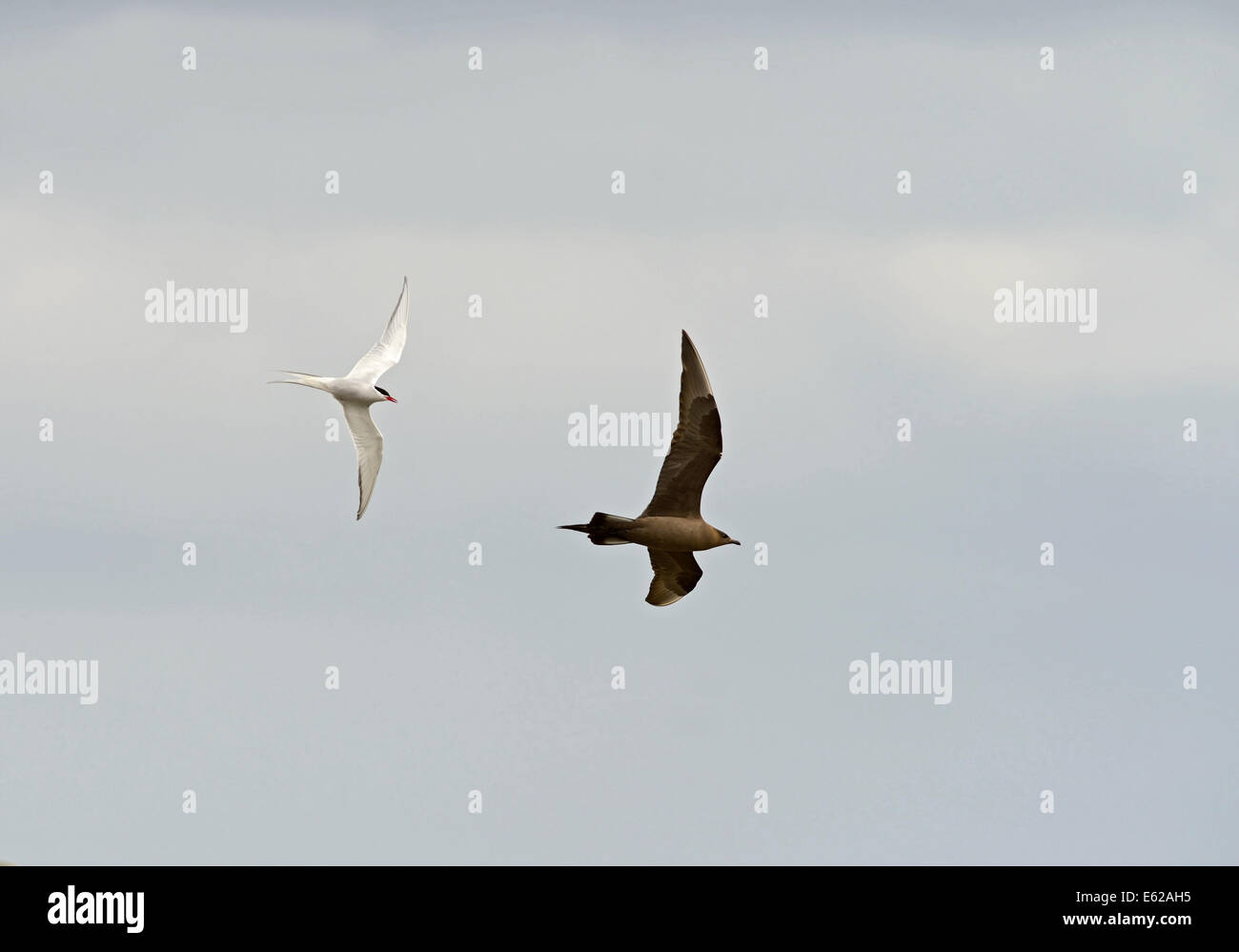 Küstenseeschwalbe jagen aus einem Arctic Skua Sumburgh Shetlandinseln Stockfoto