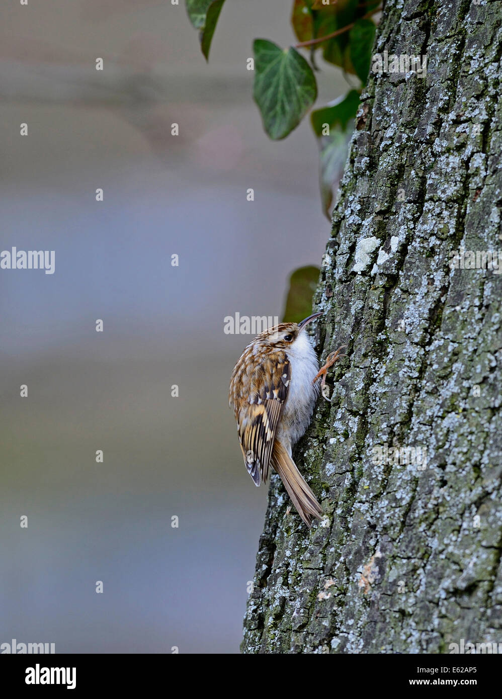 Eurasische Waldbaumläufer Certhia Familiaris Norfolk Stockfoto