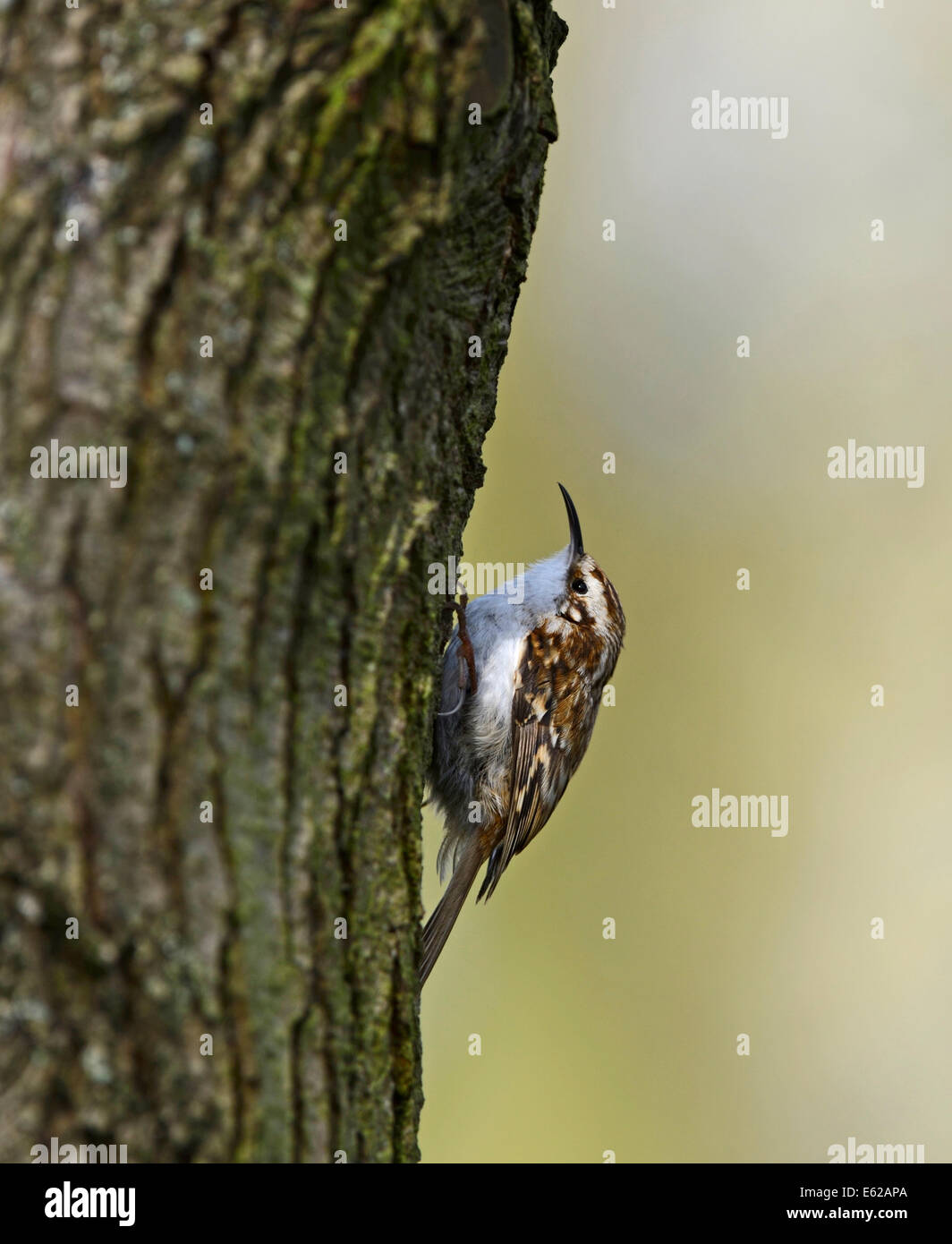 Eurasische Waldbaumläufer Certhia Familiaris Norfolk Stockfoto