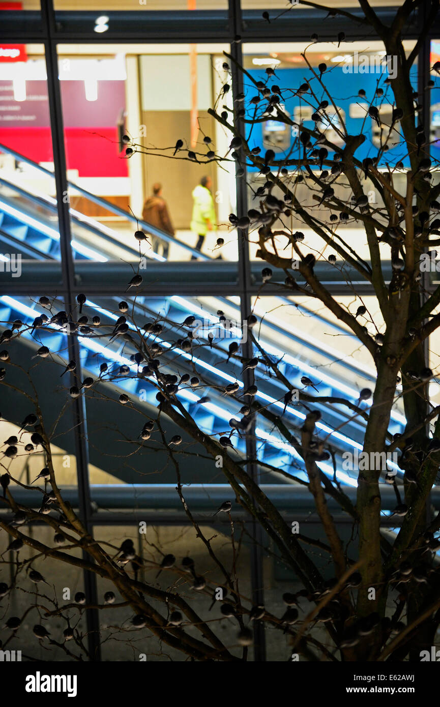 Roost von rund 800 Pied Bachstelzen Motacilla Alba in Bäumen außerhalb von Terminal 5 Heathrow London UK Stockfoto