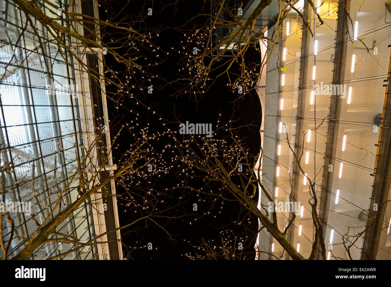 Roost von rund 800 Pied Bachstelzen Motacilla Alba in Bäumen außerhalb von Terminal 5 Heathrow London UK Stockfoto