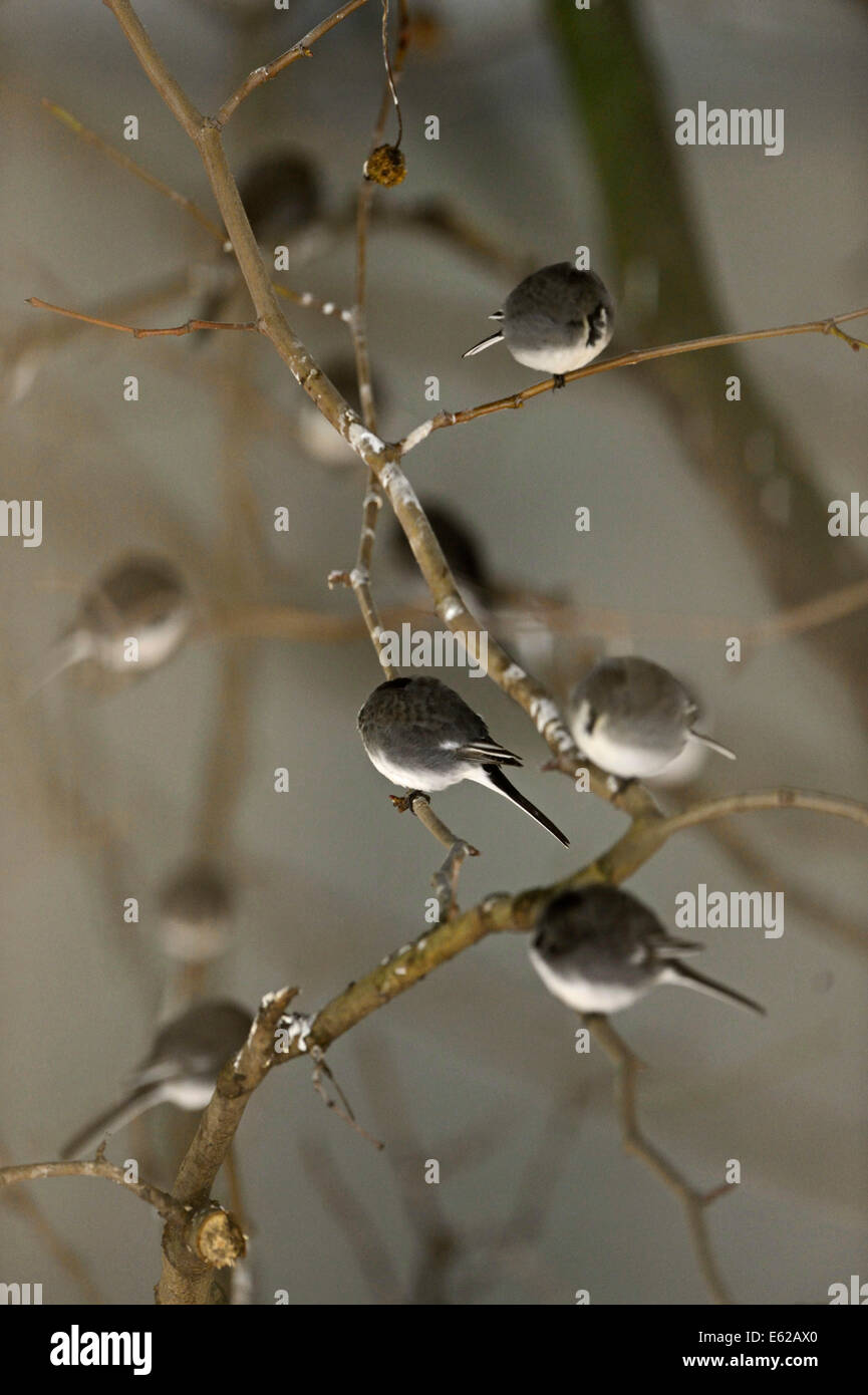 Roost von rund 800 Pied Bachstelzen Motacilla Alba in Bäumen außerhalb von Terminal 5 Heathrow London UK Stockfoto