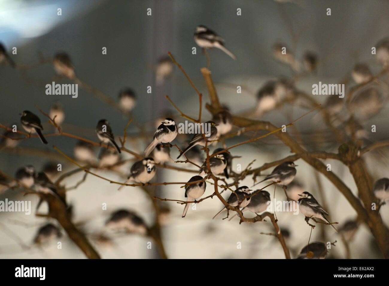 Roost von rund 800 Pied Bachstelzen Motacilla Alba in Bäumen außerhalb von Terminal 5 Heathrow London UK Stockfoto