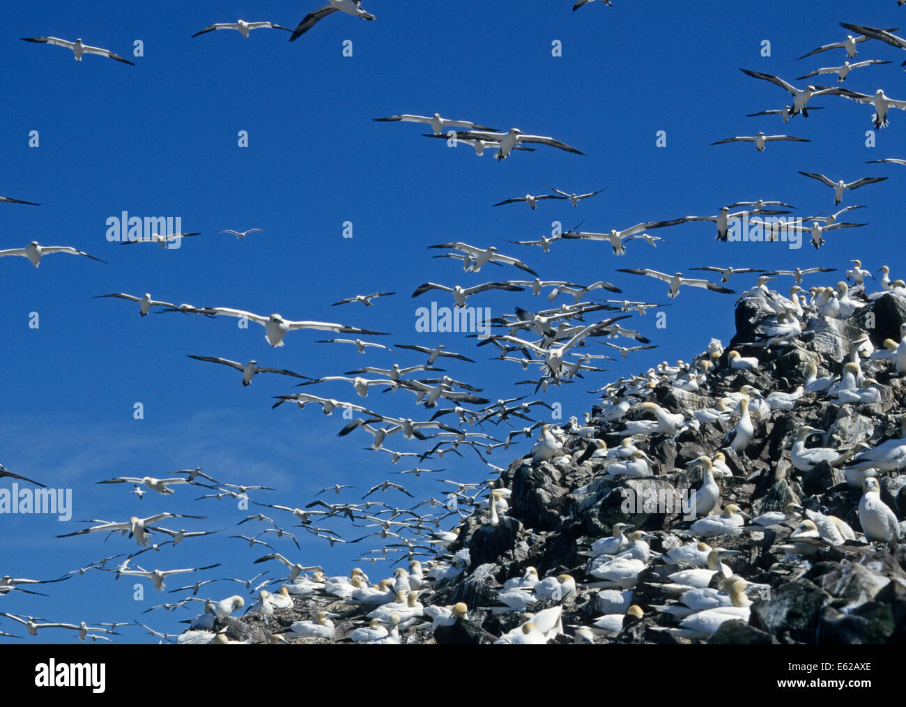 Basstölpel Bass Rock Stockfoto
