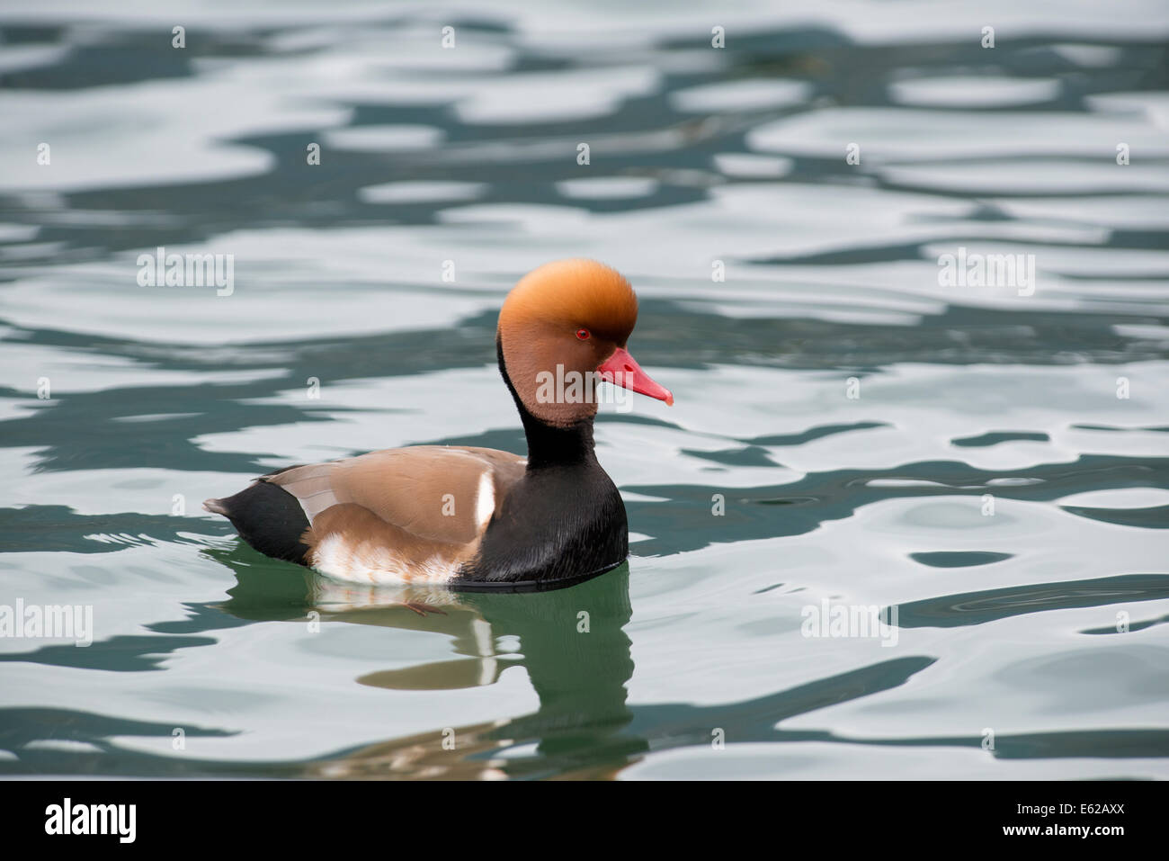 Rot-crested Tafelenten Netta Rufina männlich am Genfer See Schweiz Stockfoto