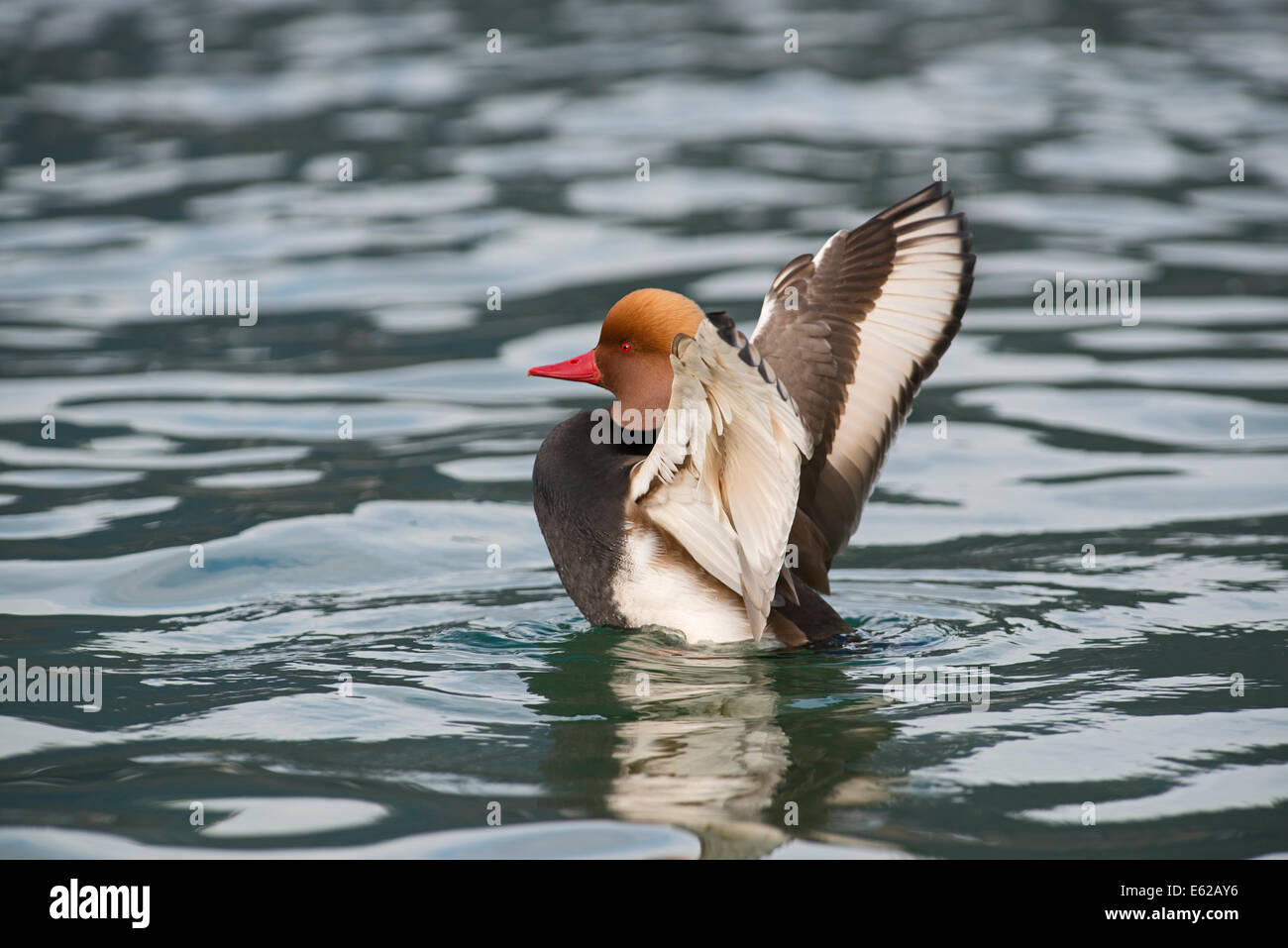 Rot-crested Tafelenten Netta Rufina männlich am Genfer See Schweiz Stockfoto