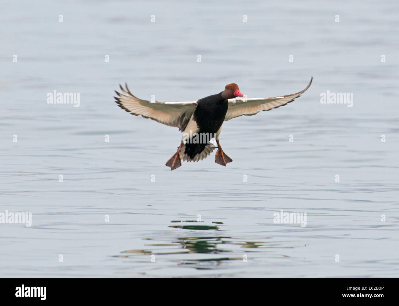 Rot-crested Tafelenten Netta Rufina männlich am Genfer See Schweiz Stockfoto