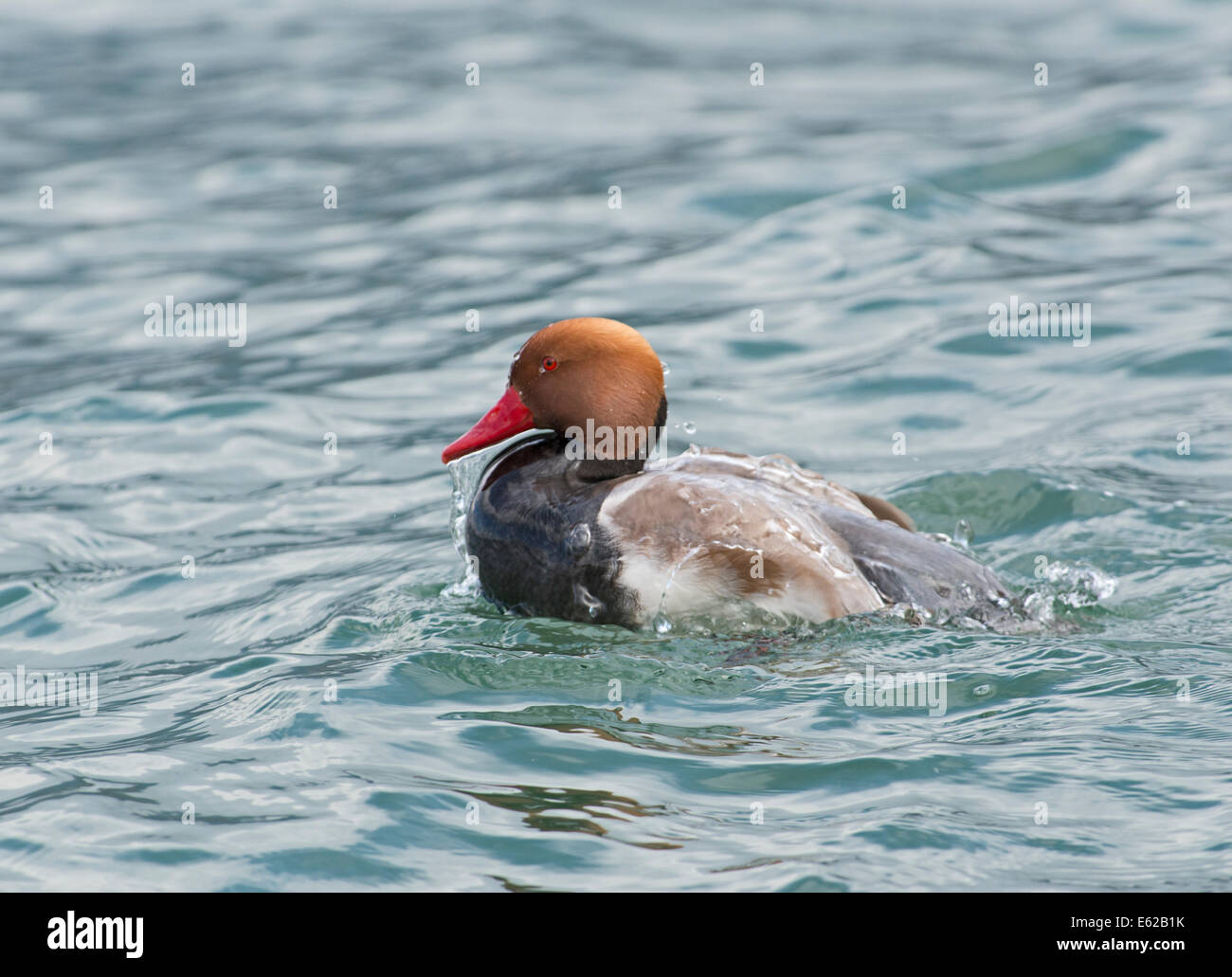 Rot-crested Tafelenten Netta Rufina männlich am Genfer See Schweiz Stockfoto