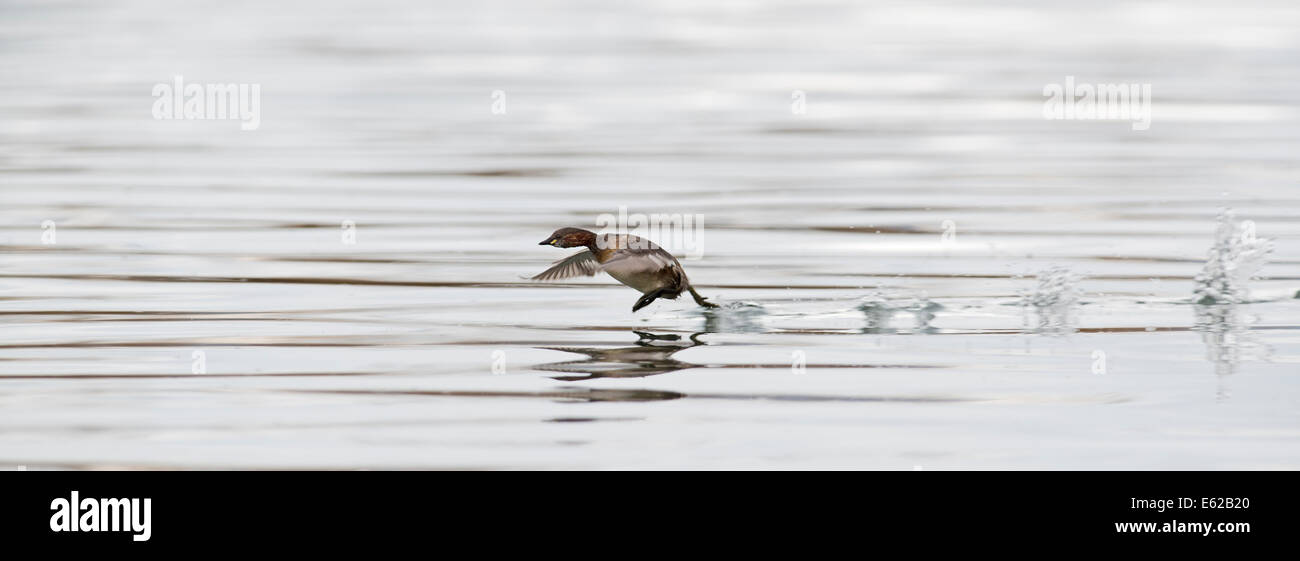 Wenig Grebe Tachybaptus Ruficollis männlichen Holme NWT Norfolk Stockfoto