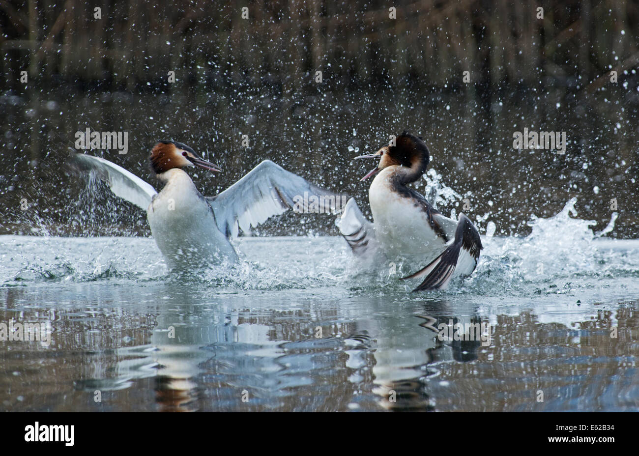 Great crested Grebe Podiceps Cristatus rivalisierenden Männchen Fightng in Grenzstreitigkeiten Genfer See Schweiz Stockfoto