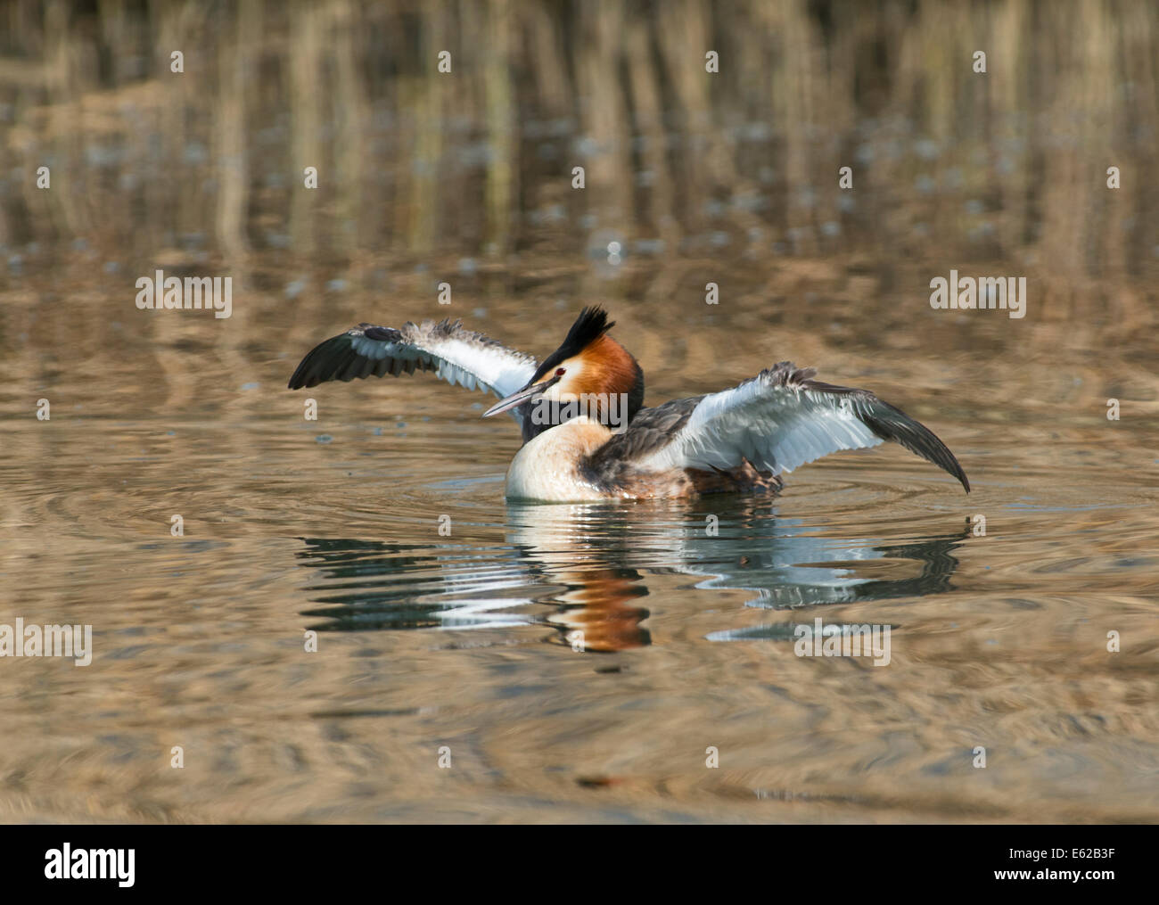 Great crested Grebe Podiceps Cristatus Erwachsenen Katze Anzeige - Teil des Werbens Ritual, Genfer See Schweiz Stockfoto