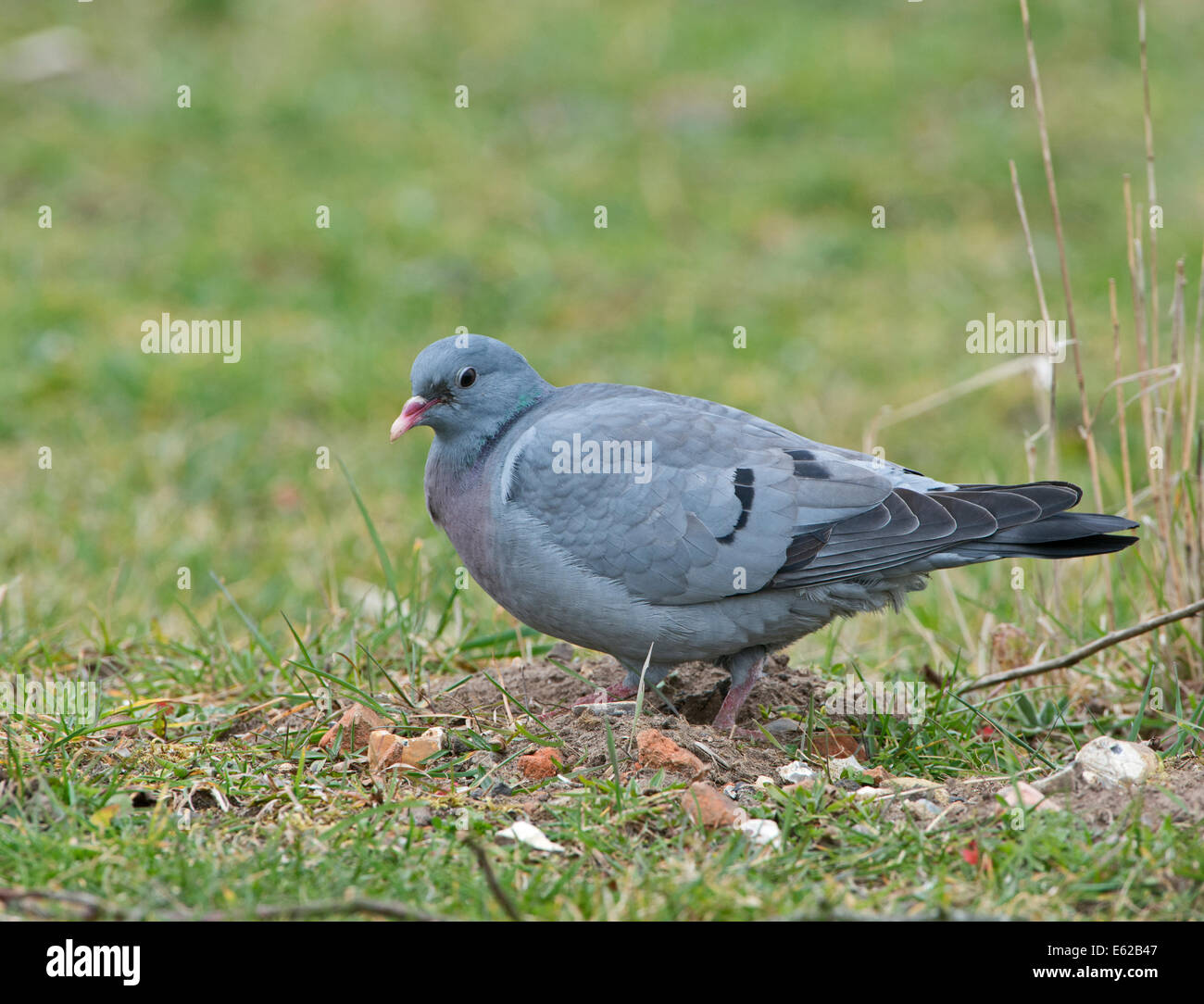 Hohltaube Columba Oenas Suffolk März Stockfoto