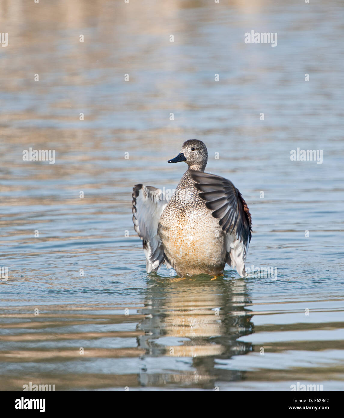 Gadwall Anas Strepera männlichen Flügel flattern Cley Norfolk Stockfoto