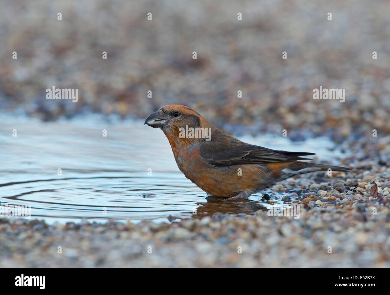 Rot Kreuzschnabel Loxia Curvirostra männlich Trinkwasser an Pfütze Suffolk Februar Stockfoto