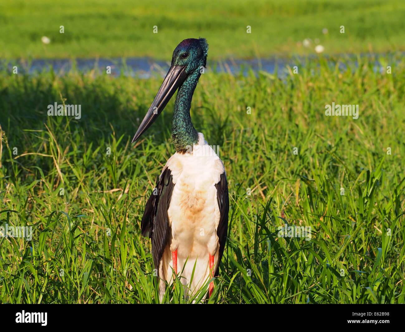 Schwarz-necked Storch, Jabiru Stockfoto