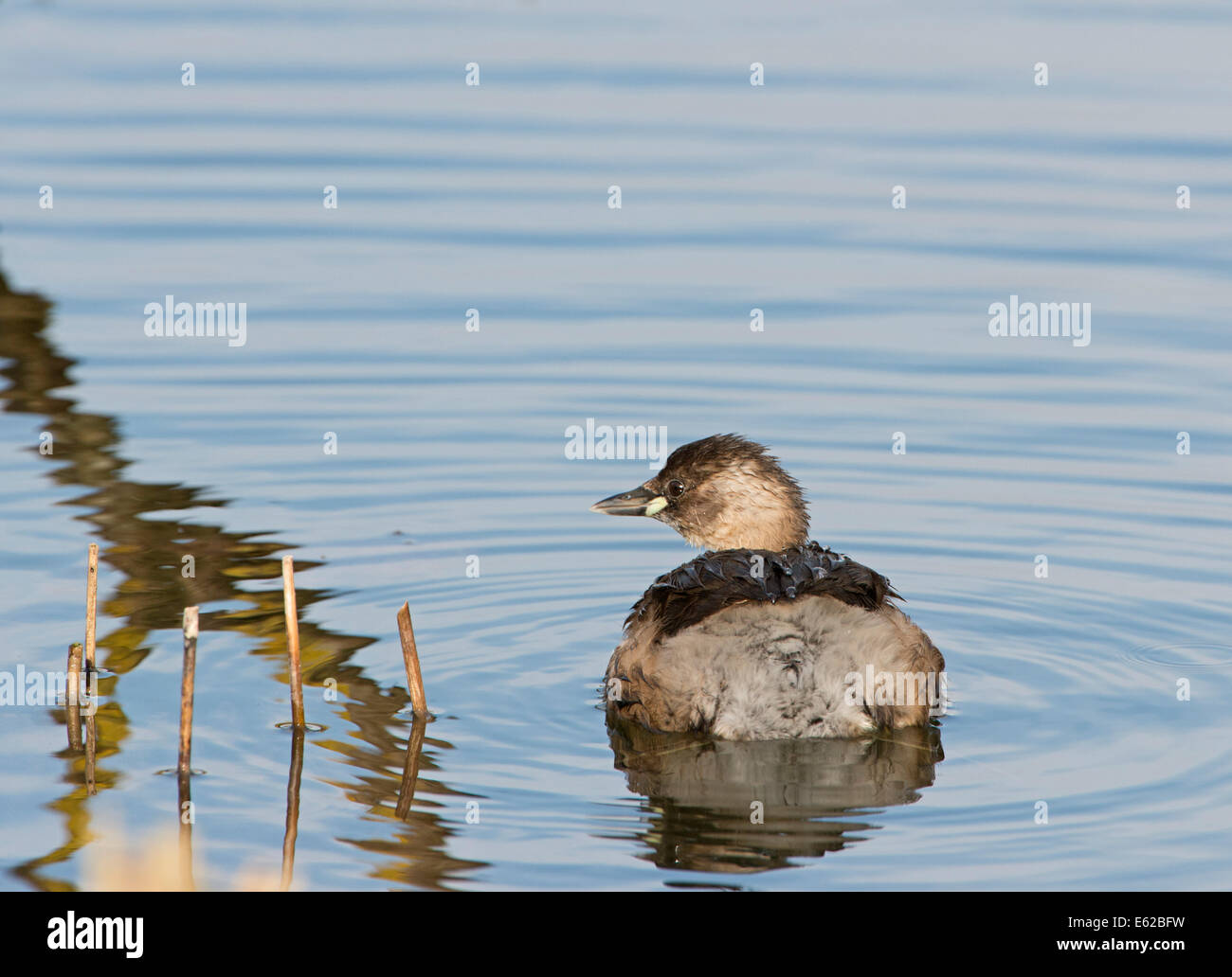 Wenig Grebe Tachybaptus Ruficollis in nicht Zucht Gefieder Holme NWT Norfolk Februar Stockfoto
