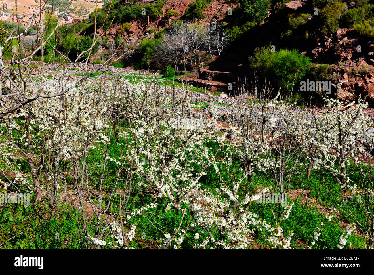 Imlil-Tal, Stream, Nussbaum Pfirsichbäume blühen, Paul Street, Reisen & Landschaft Fotograf, Südmarokko, Stockfoto