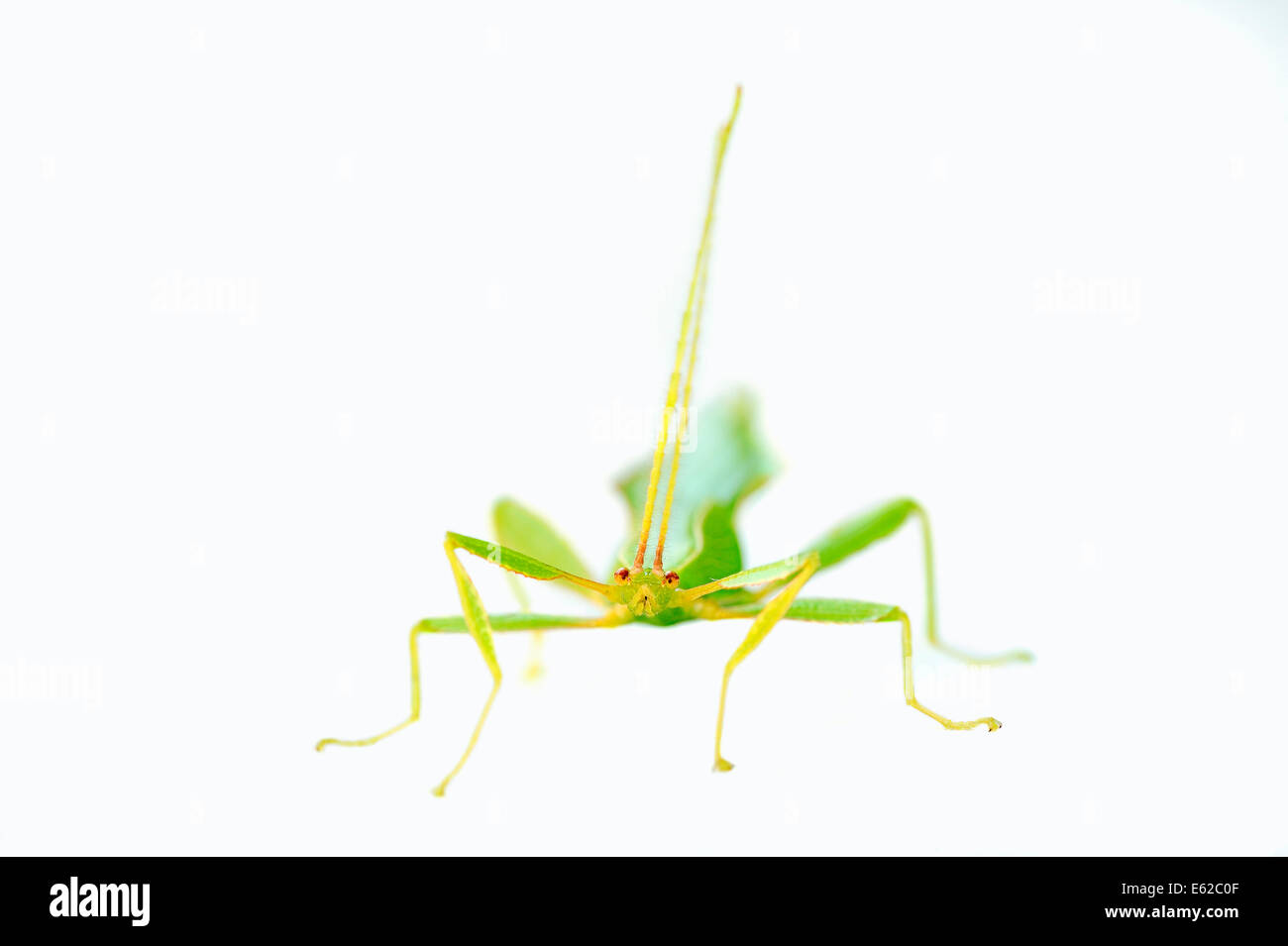 Walking Leaf oder Blatt Insekt (Phyllium Philippinicum, Phyllium Siccifolium), Männlich, Nymphe Stockfoto