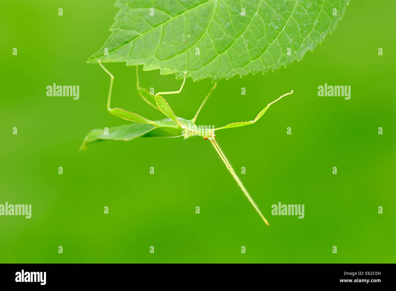 Walking Leaf oder Blatt Insekt (Phyllium Philippinicum, Phyllium Siccifolium), Männlich, Nymphe Stockfoto