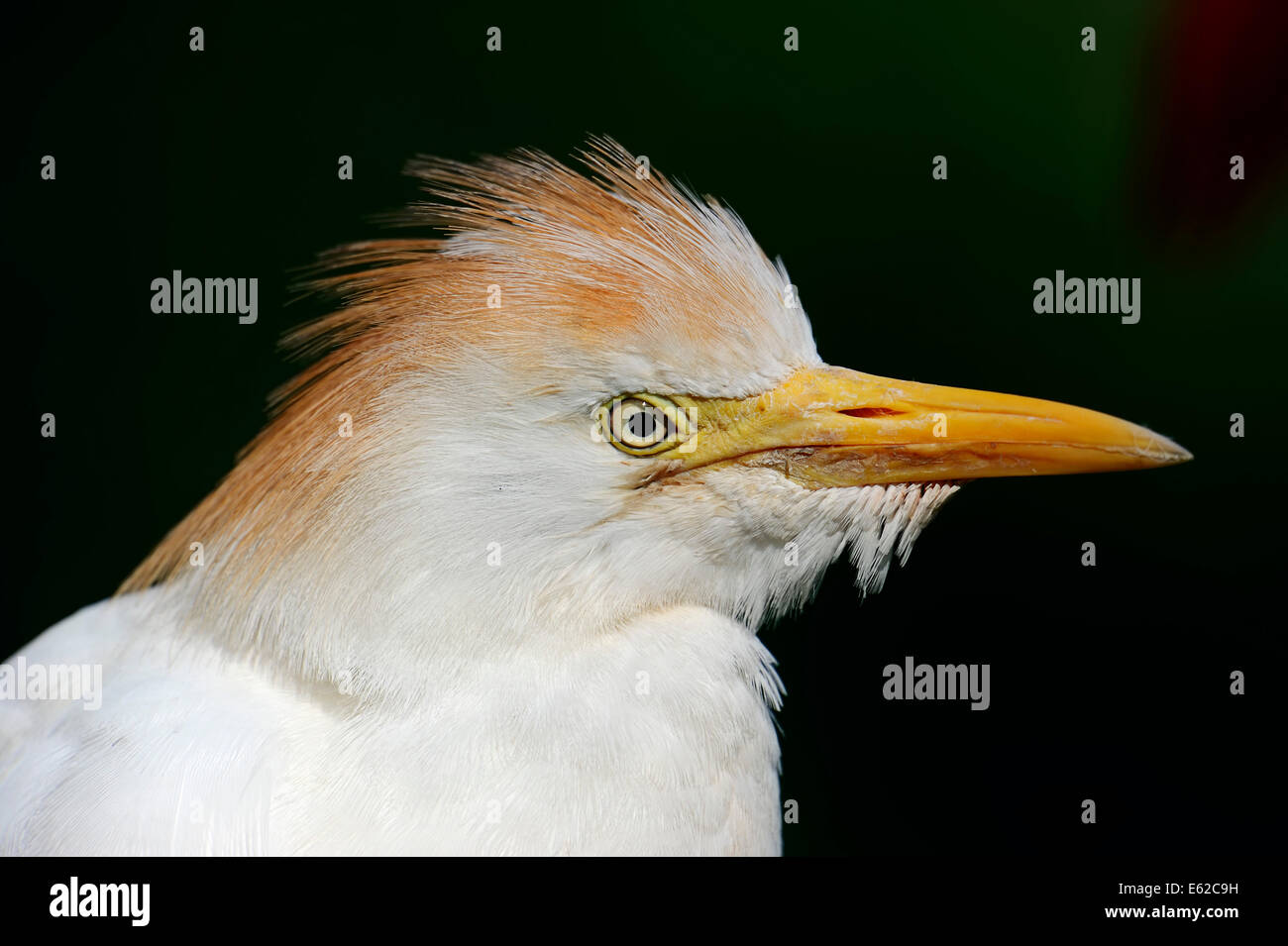 Kuhreiher (Bubulcus Ibis), Frankreich Stockfoto