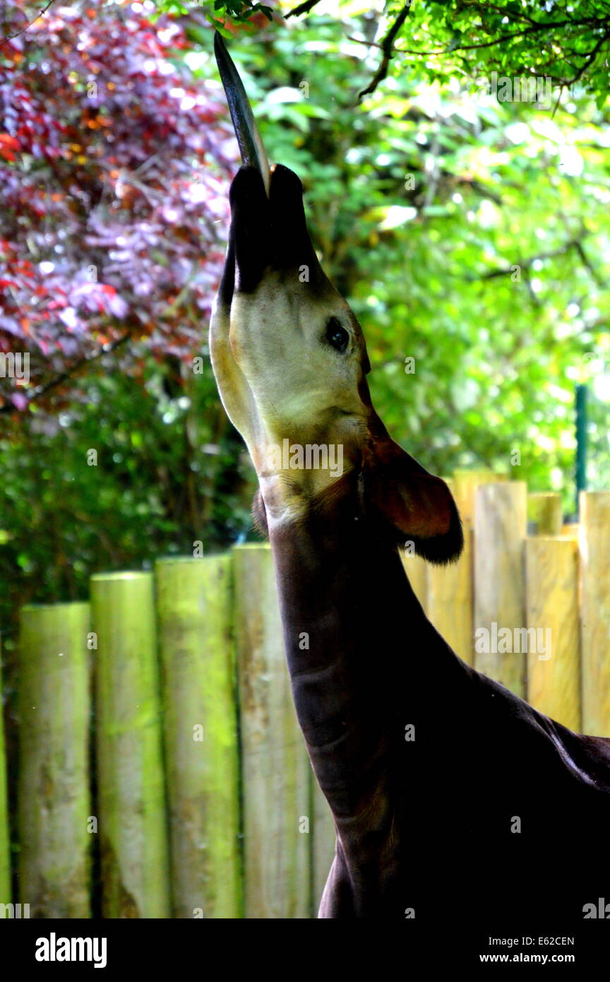 Okapi Essen Stockfoto