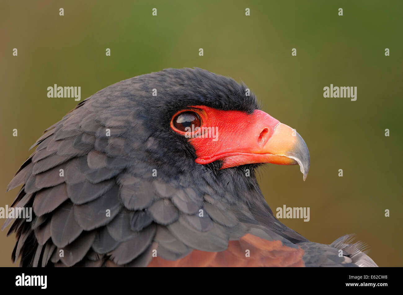 Bateleur Adler (Terathopius Ecaudatus) Stockfoto