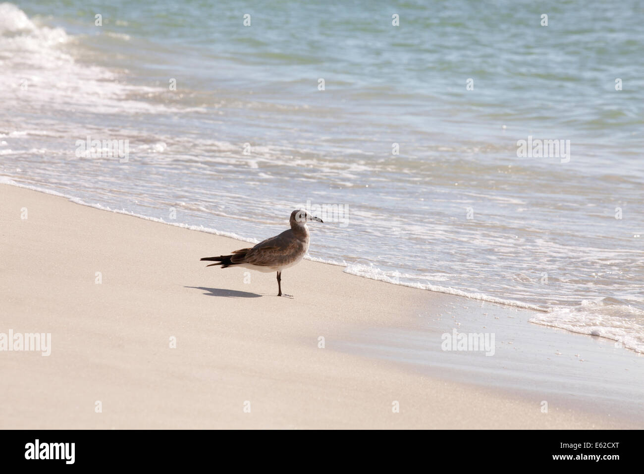 Möwe stehend am Rand des Strandes Stockfoto