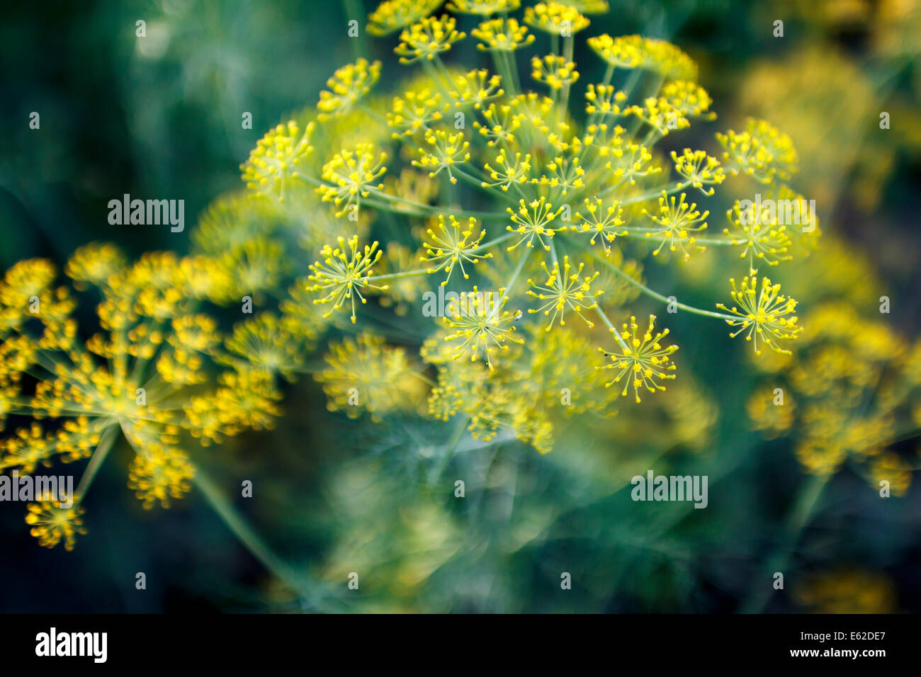 Dill blüht mit wunderschönen gelben Blüten Nahaufnahme Makro Stockfoto