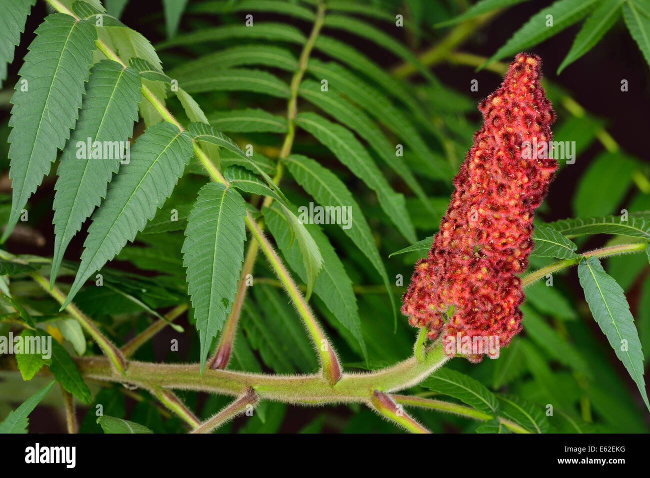 Nahaufnahme von roten Steinfrucht und fuzzy Stamm von einem Staghorn Sumach mit grünen zusammengesetzte Blätter Stockfoto