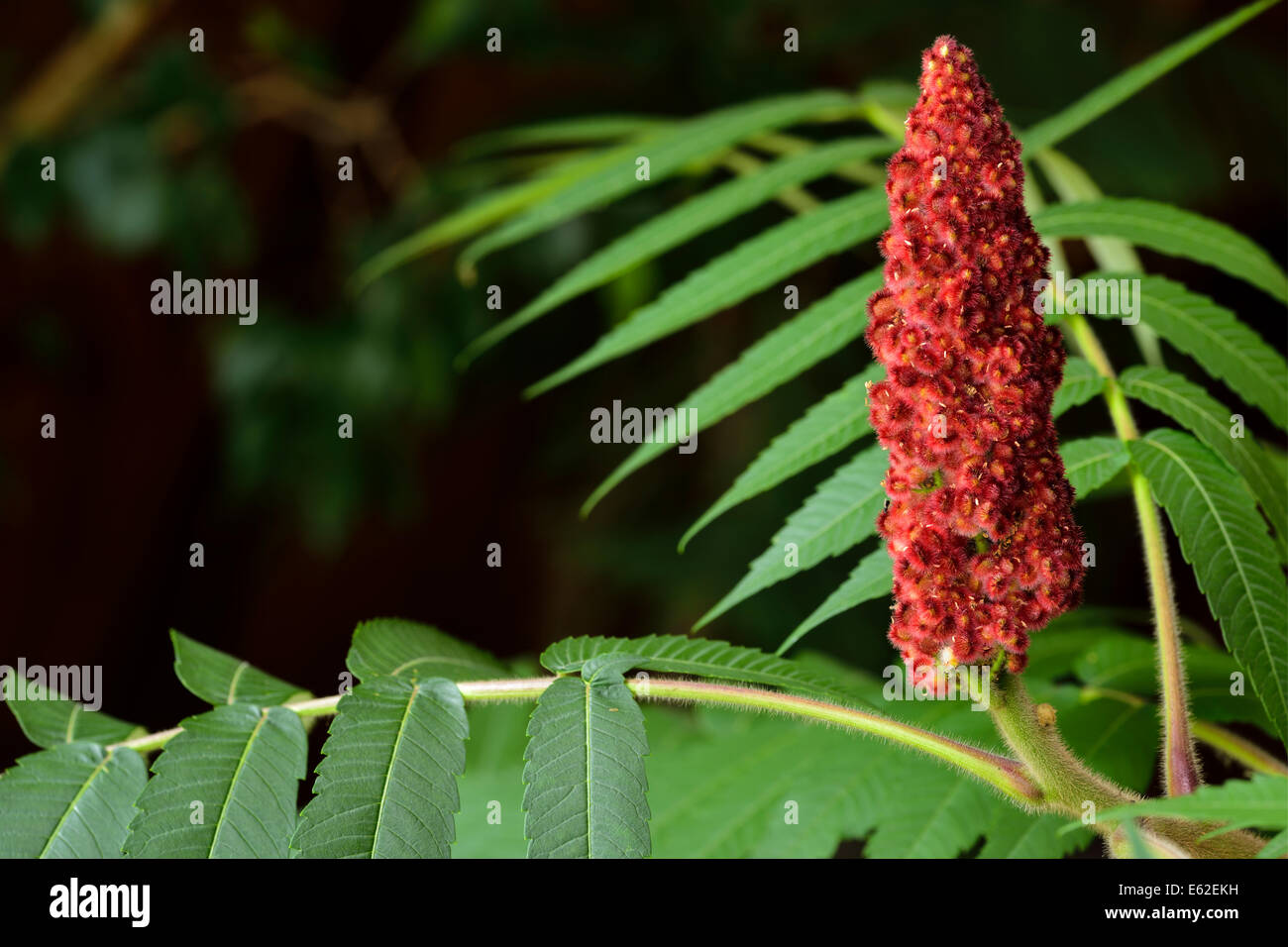 Rote Steinfrucht und fuzzy Stamm von einem Staghorn Sumach mit grünen zusammengesetzte Blätter Stockfoto