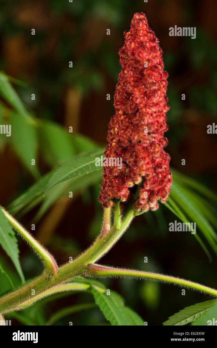 Nahaufnahme von roten Steinfrucht Beeren und fuzzy Stamm von einem Staghorn Sumach mit grünen zusammengesetzte Blätter Stockfoto
