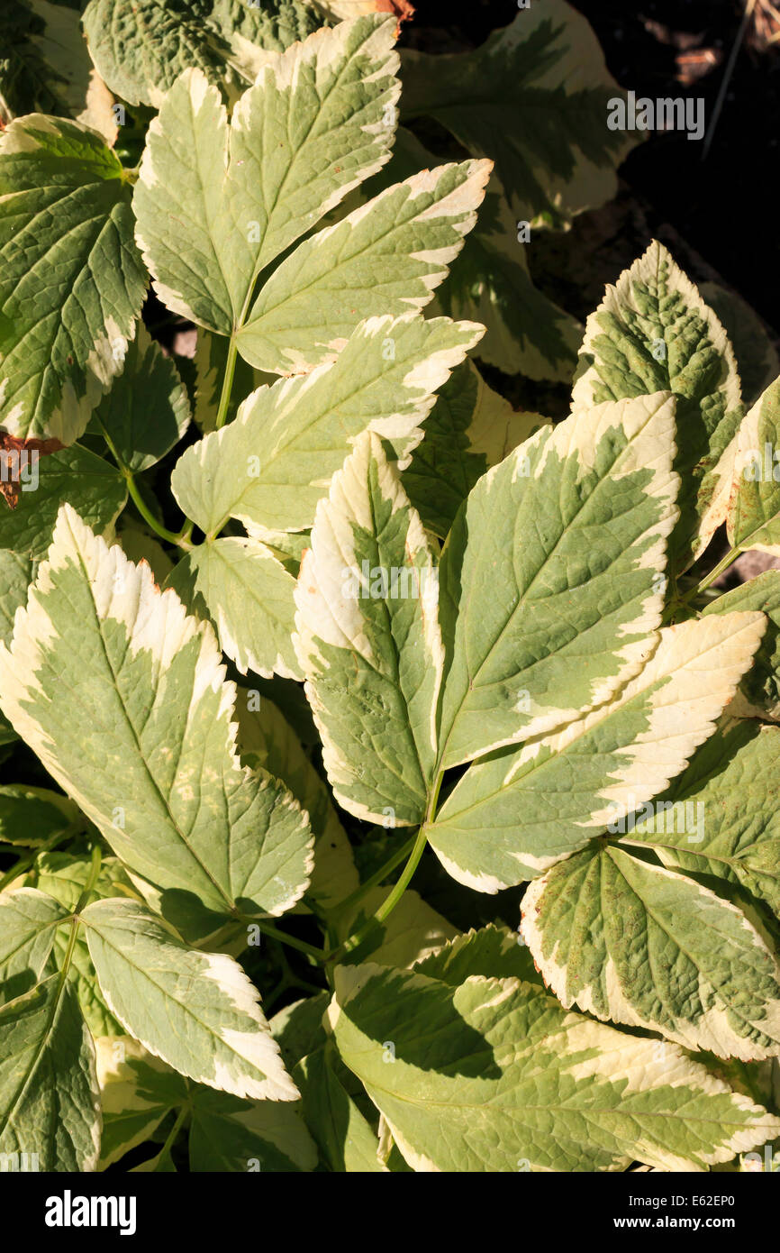 Cornus Alba Elegantissima Nahaufnahme Stockfoto