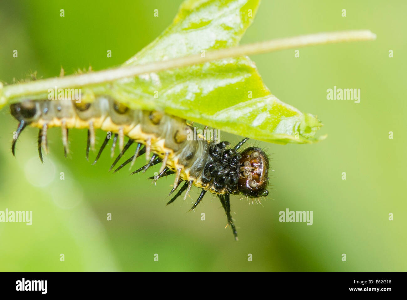 larve-des-schmetterlings-sara-longwing-stockfotografie-alamy