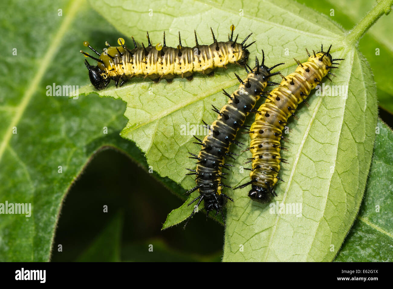 Larven des Schmetterlings Sara Longwing Stockfoto