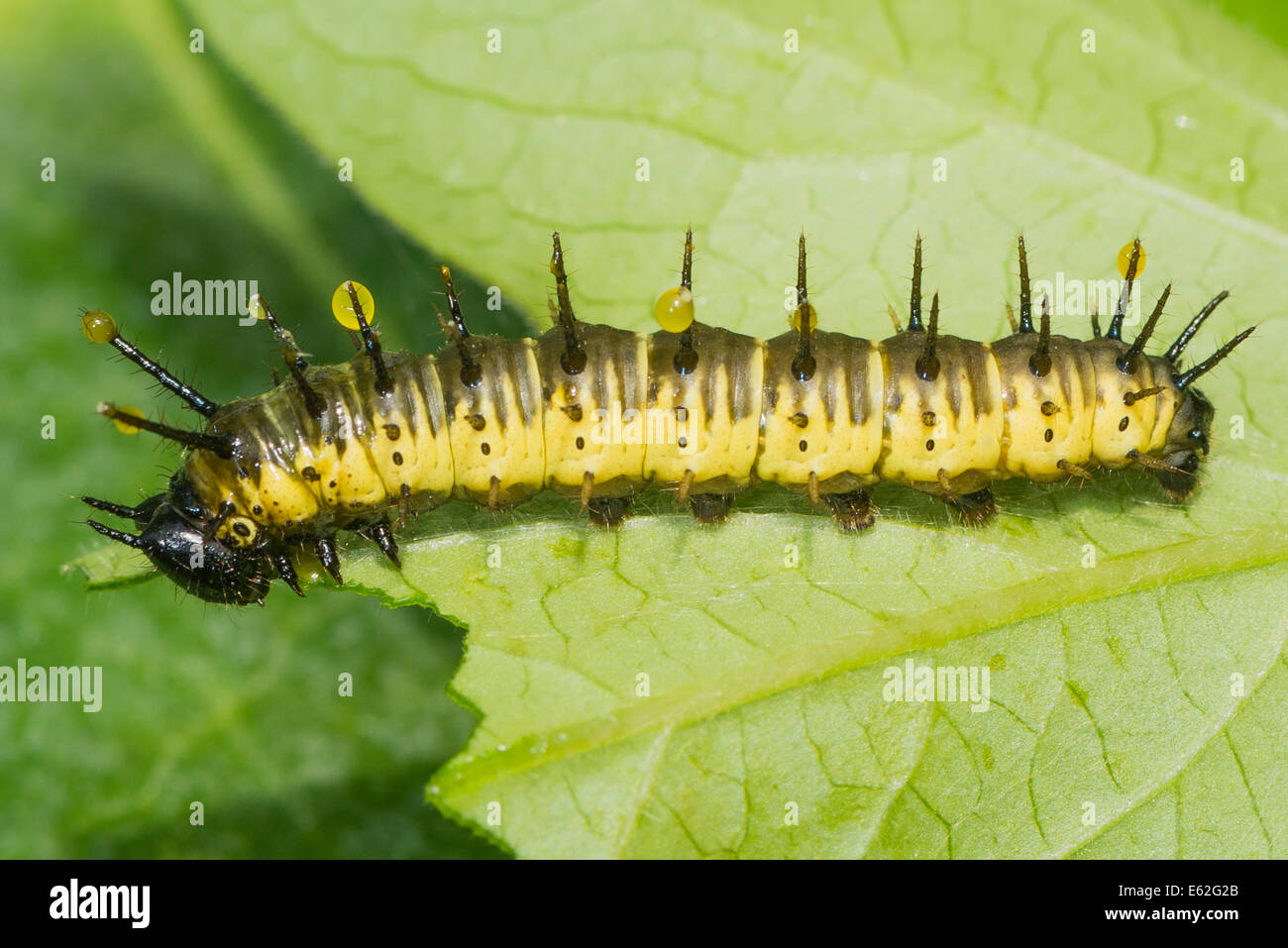 Larve des Schmetterlings Sara Longwing Stockfoto