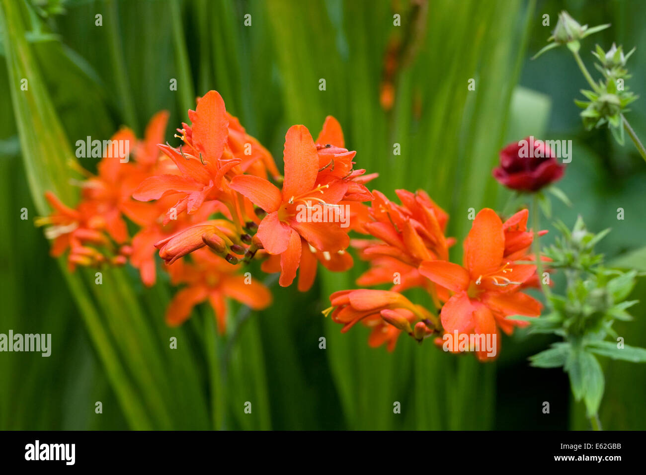 Crocosmia 'Orange Devil' Blumen in einem krautigen Grenze. Stockfoto