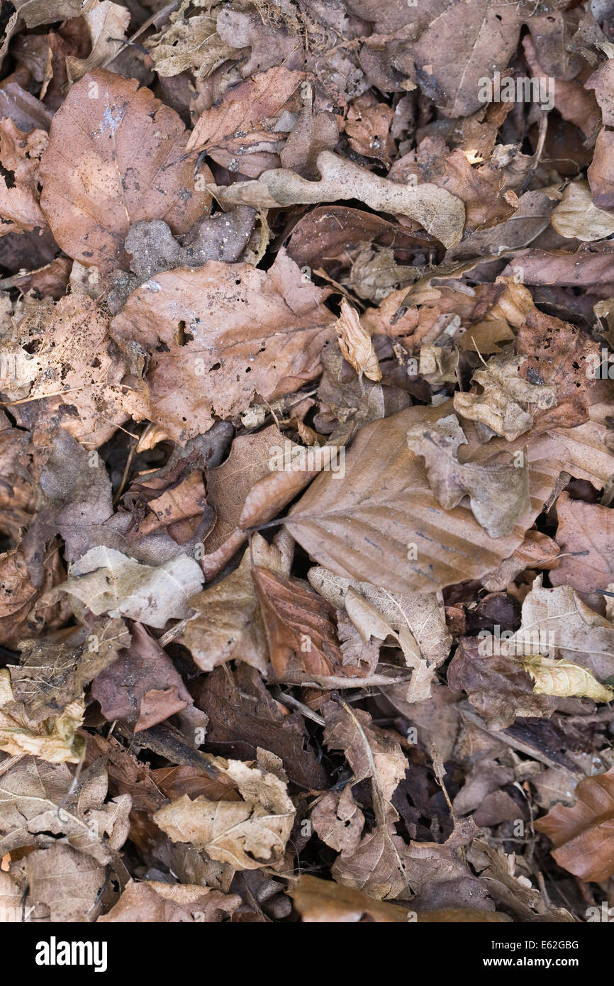 Laubstreu auf einem Komposthaufen. Stockfoto