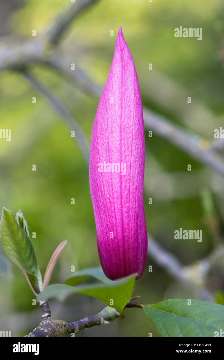 Magnolia Spektrum Blütenknospe. Stockfoto