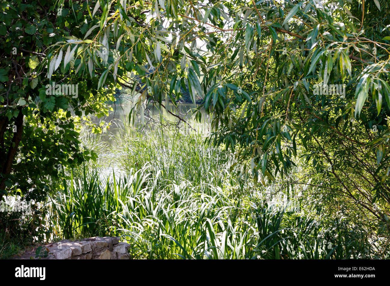 schöner See mit Trauerweide Baum hinter und Segge Rasen rund um Sommerlandschaft Stockfoto