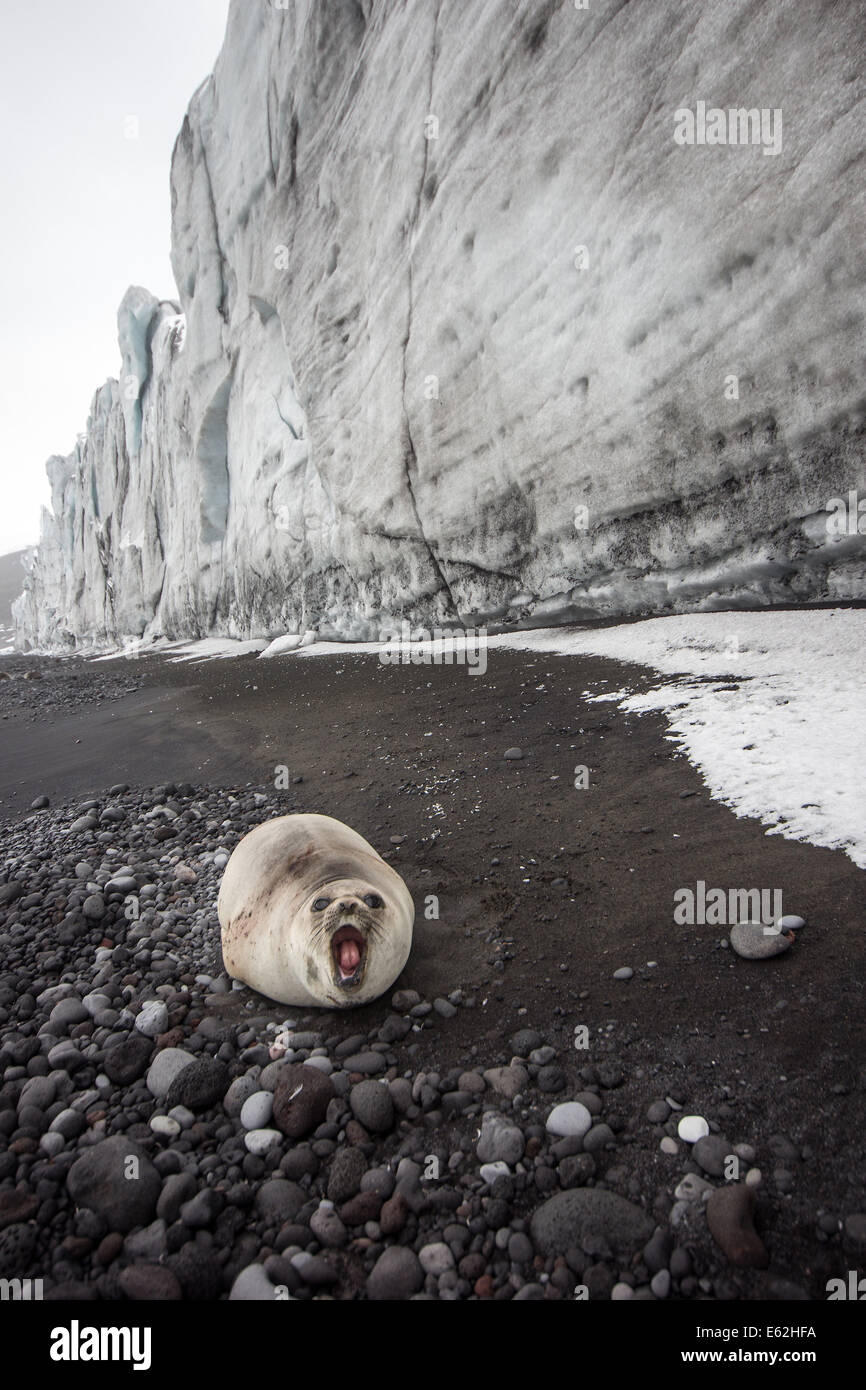 Southern Elephant Seal Pup am Strand unterhalb des Gletschers Baudissin auf Heard-Insel Stockfoto