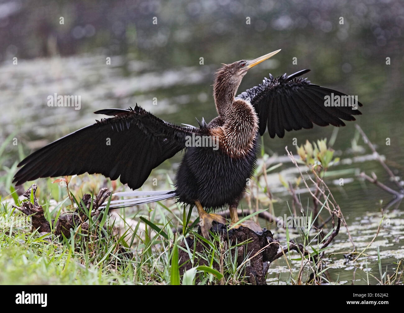 Anhinga (Anhinga Anhinga) Flügel dehnen zum Trocknen Stockfoto