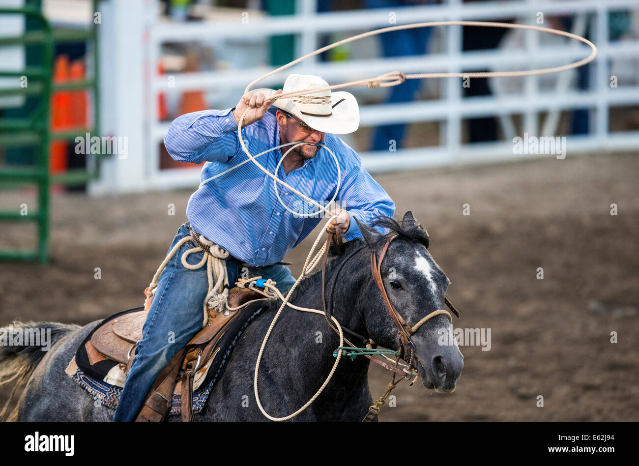 Cowboy zu Pferd konkurriert in der Tie-Down Abseilen Veranstaltung Chaffee County Fair & Rodeo Stockfoto
